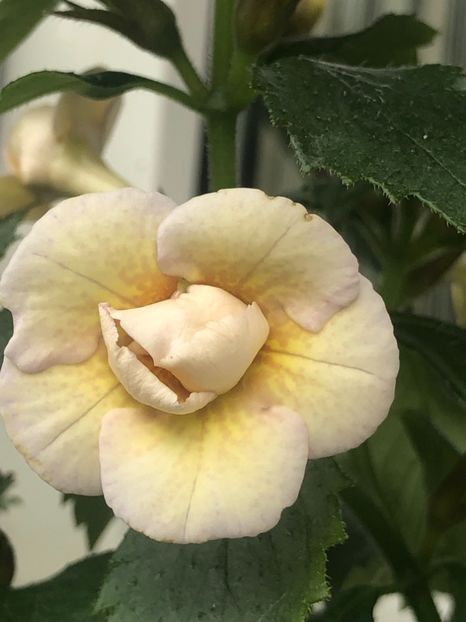 1BF664D3-6EE9-4D9F-A705-BEADEC793154 - Lena Vera - S Saliba