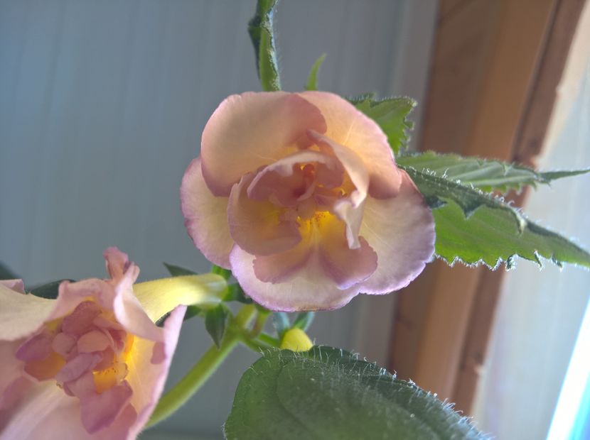  - Yellow English Rose