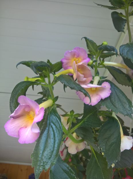  - Yellow English Rose