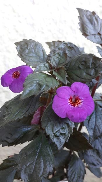  - P21 - Boca do Inferno