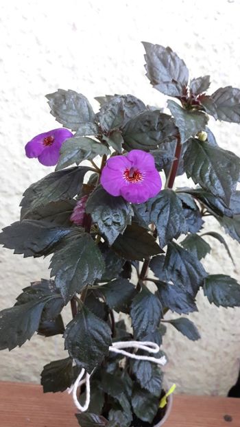  - P21 - Boca do Inferno