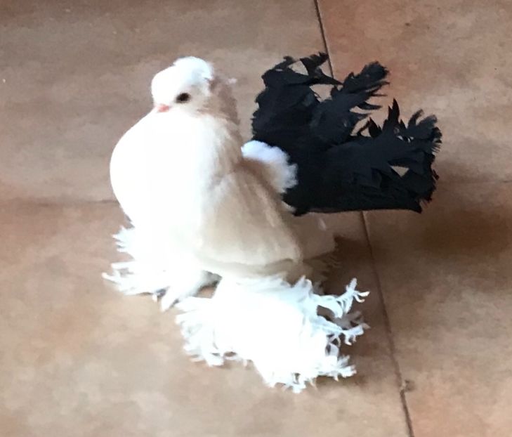  - Pui 2019