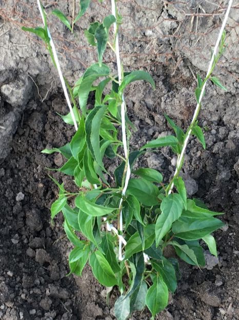 Jumbo Verde - 5 JUMBO verde