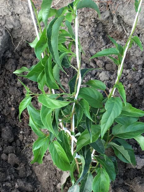 27 Iulie 2019 - 5 JUMBO verde