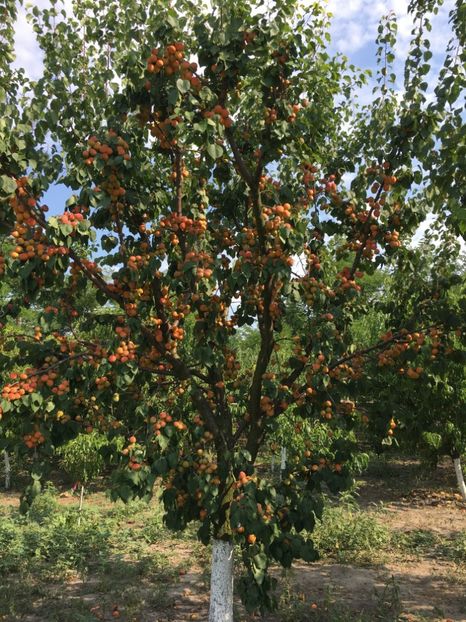  - cais GONGY MAGHIAR