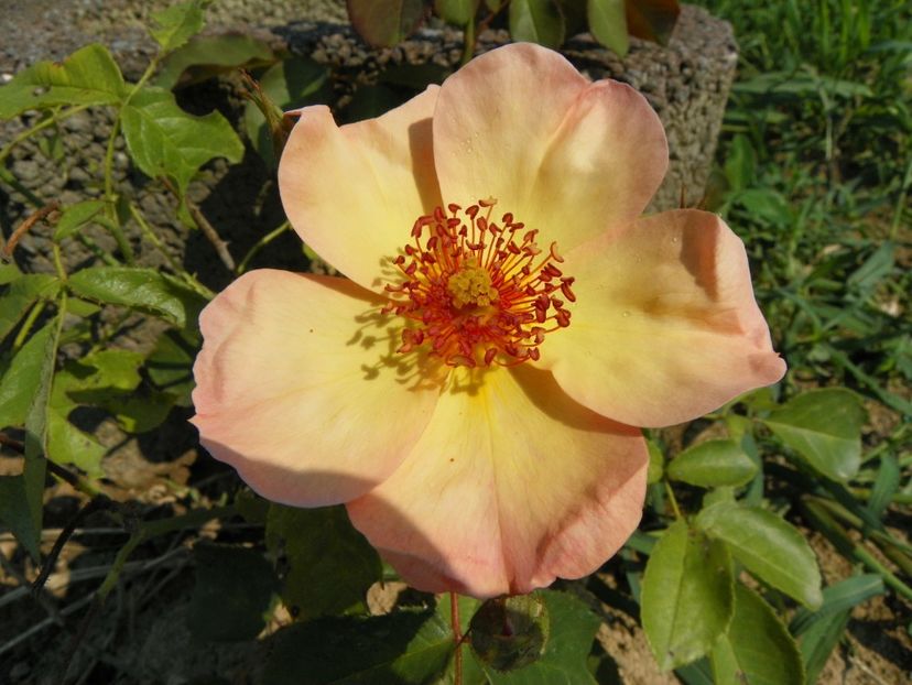 Peach Nature - Trandafiri 2019 4
