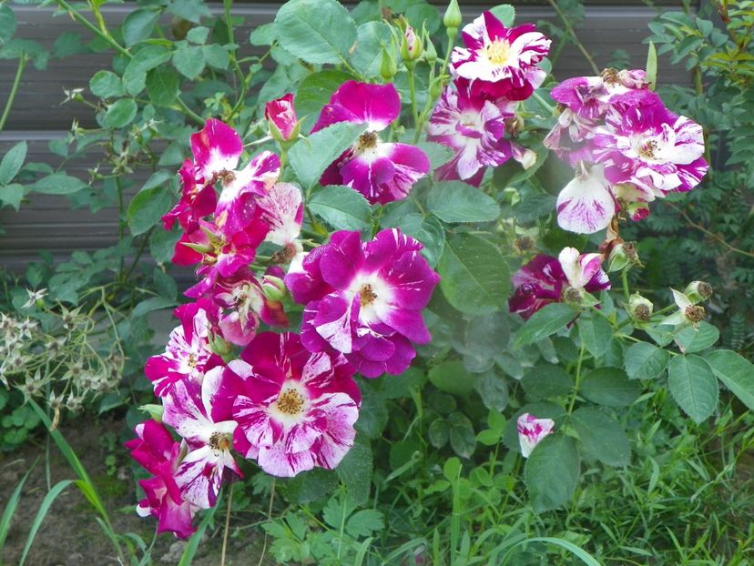 Purple Splash - Trandafiri 2019 4