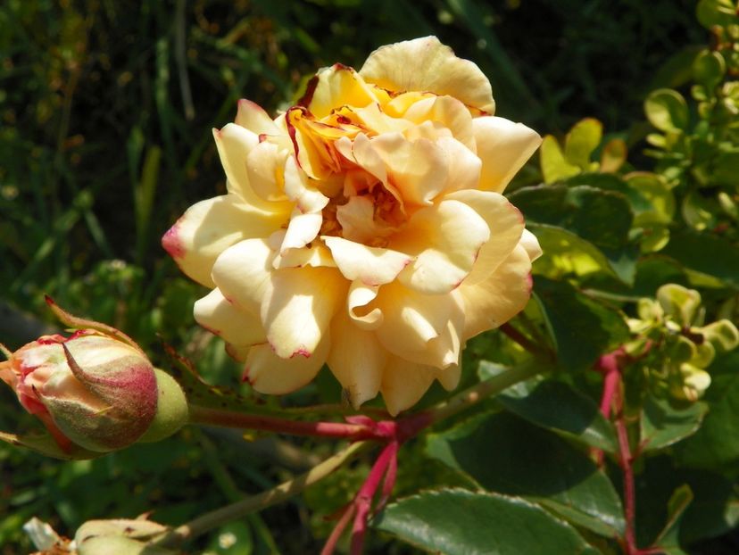 Buff Beauty - Trandafiri 2019 4