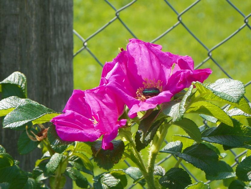 rosa rugosa Rubra - Trandafiri 2019 4