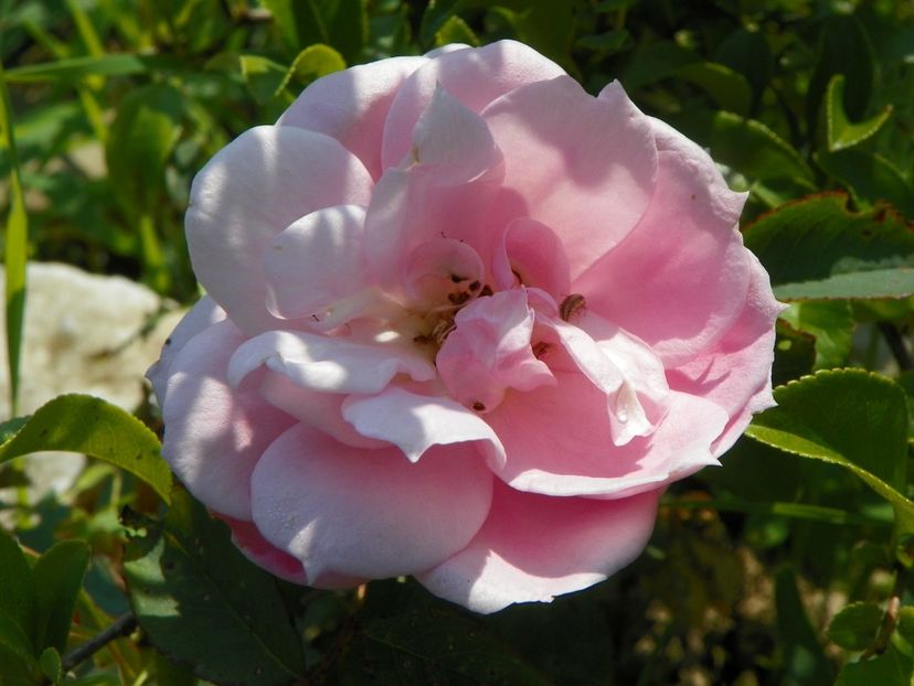 Prairie Joy - Trandafiri 2019 4