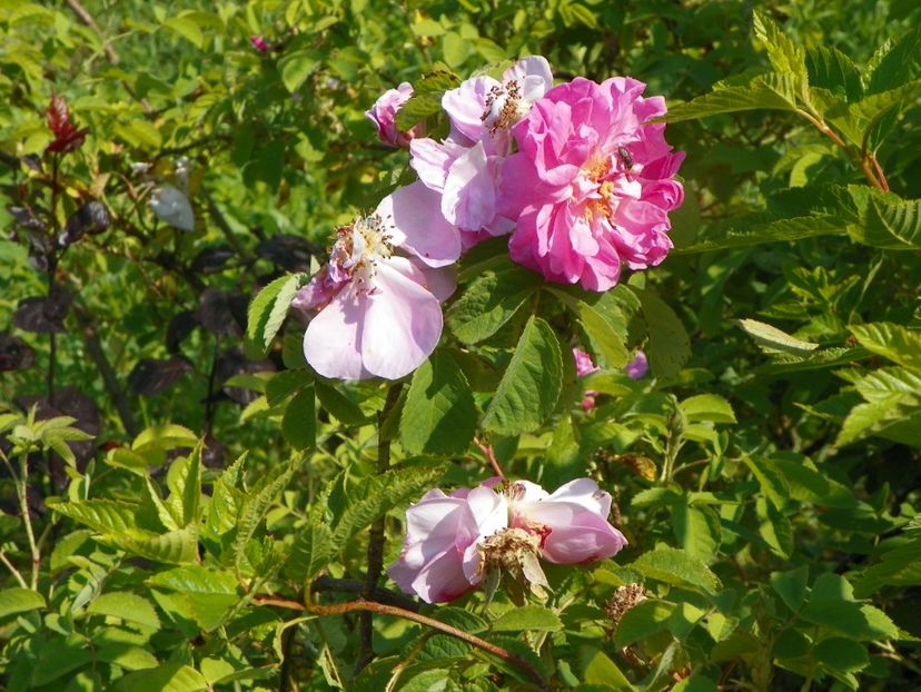 Autumn Damask - Trandafiri 2019 4