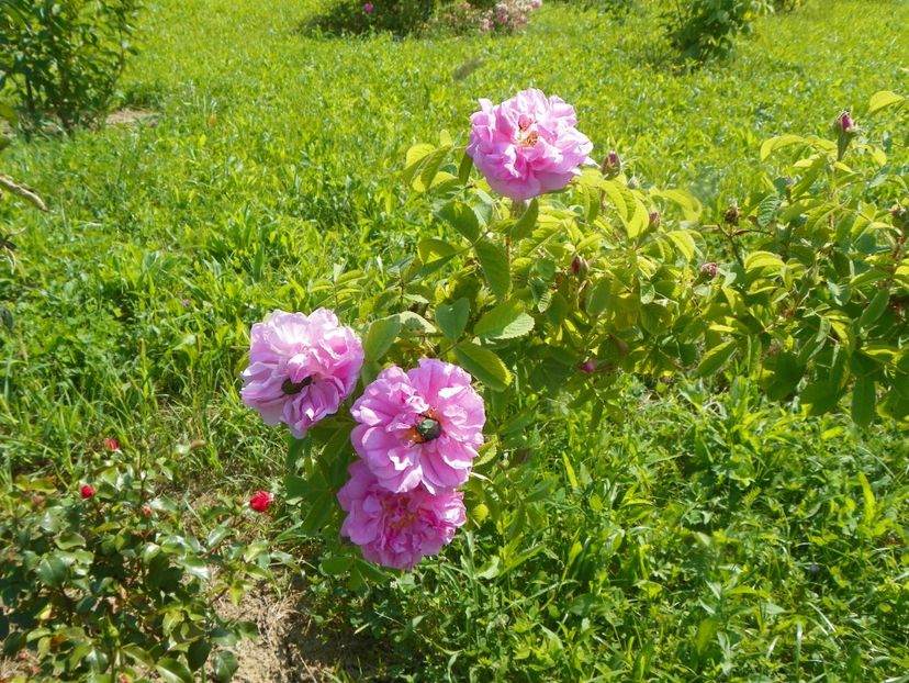 Autumn Damask - Trandafiri 2019 4