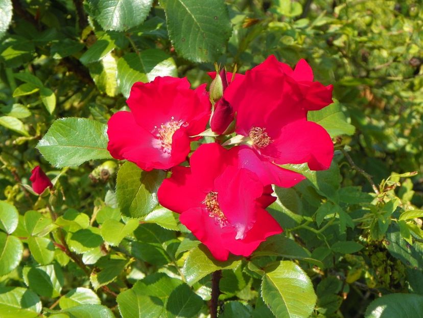 Robusta - Trandafiri 2019 4