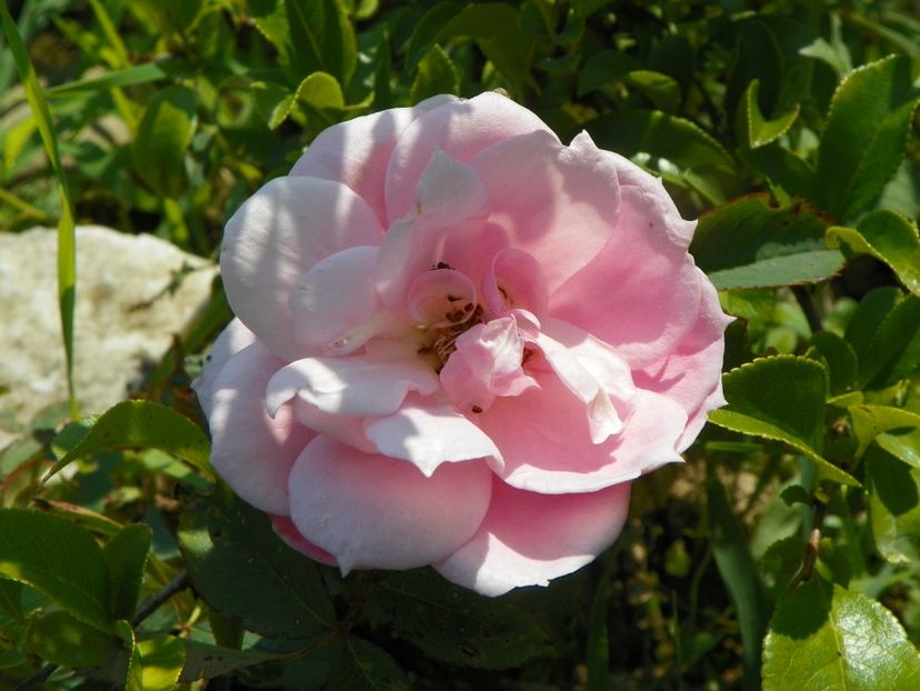 Prairie Joy - Trandafiri 2019 4