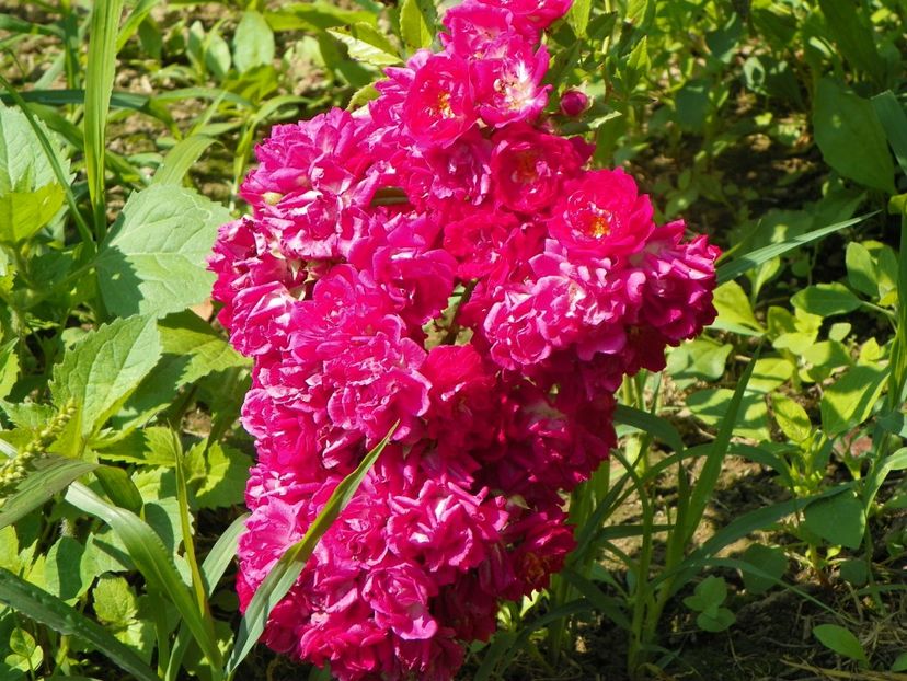 Super Excelsa - Trandafiri 2019 4