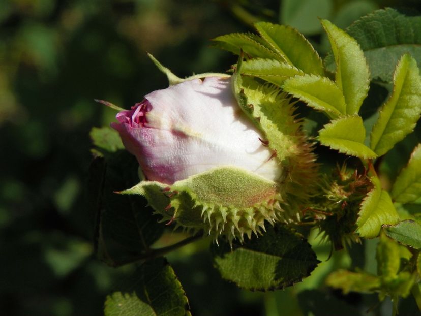 rosa roxburghii Plena - Trandafiri 2019 4