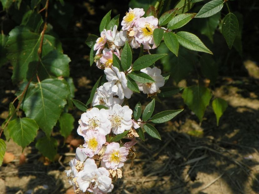 Little Rambler - Trandafiri 2019 4