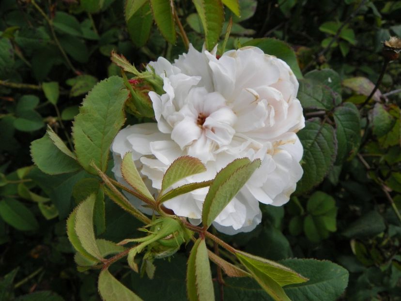 White Jacques Cartier - Trandafiri 2019 4