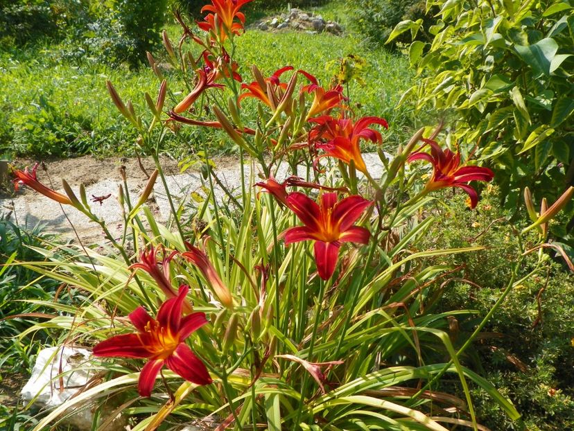 hemerocallis Crimson Pirate - Dobarland 2019 3
