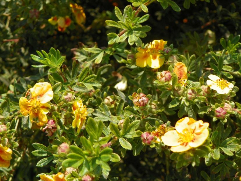 potentilla Mango Tango - Dobarland 2019 3