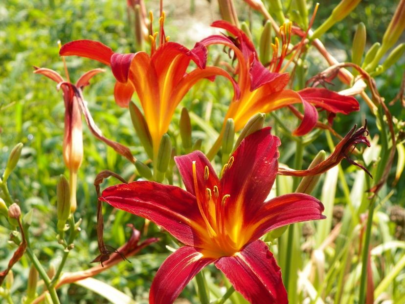 hemerocallis Crimson Pirate - Dobarland 2019 3