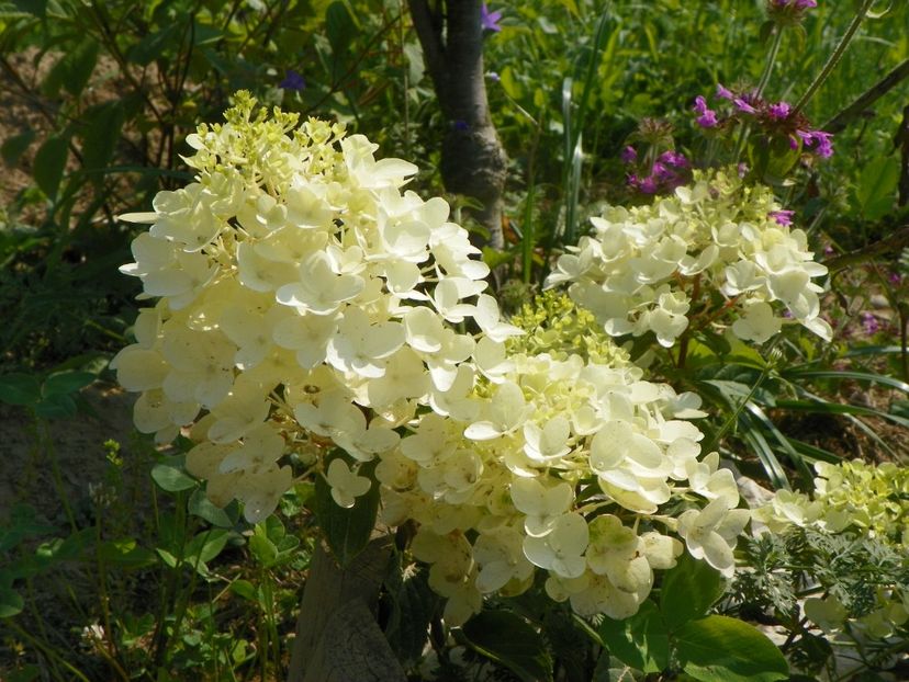 hydrangea pan. Silver Dollar - Dobarland 2019 3