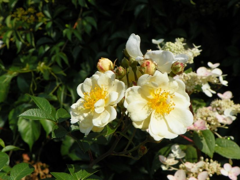 seedling Helenae Semiplena - Dobarland 2019 3