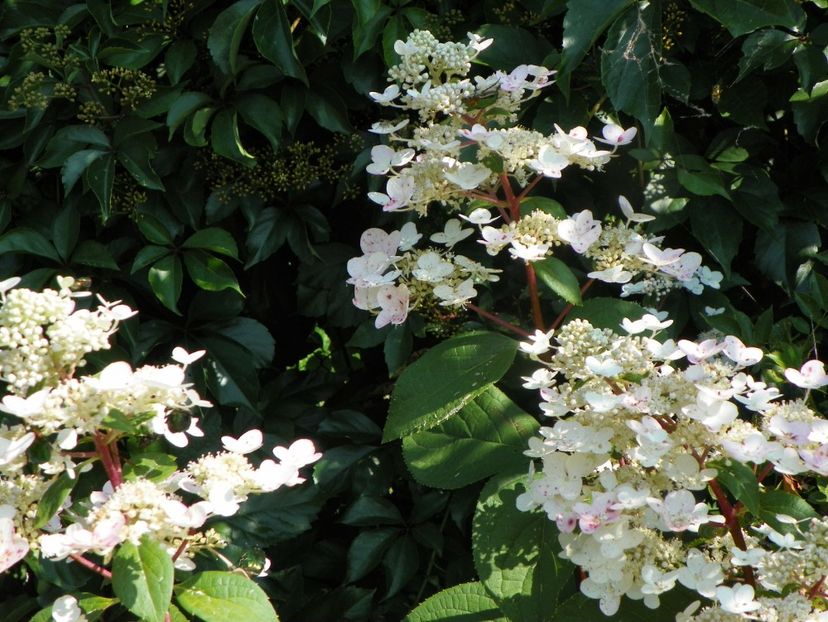 hydrangea pan. Wim's Red - Dobarland 2019 3