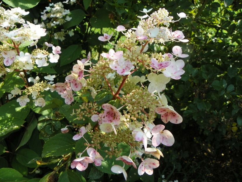 hydrangea pan. Wims Red - Dobarland 2019 3