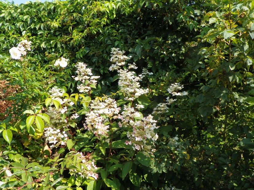 hydrangea pan. Wims Red - Dobarland 2019 3