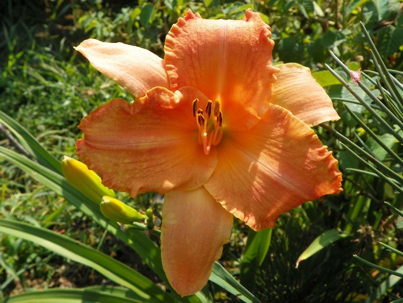 hemerocallis Senegal - Dobarland 2019 3