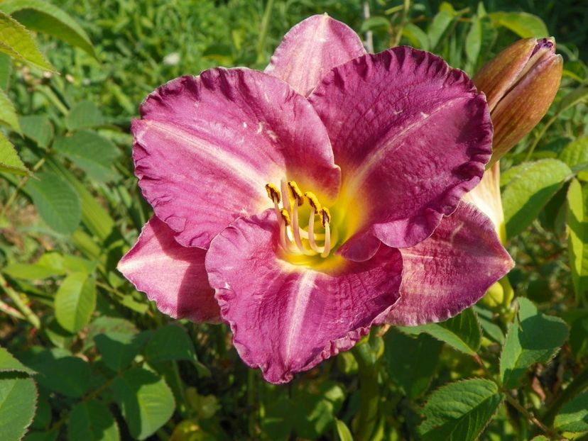 hemerocallis Entrapment - Dobarland 2019 3