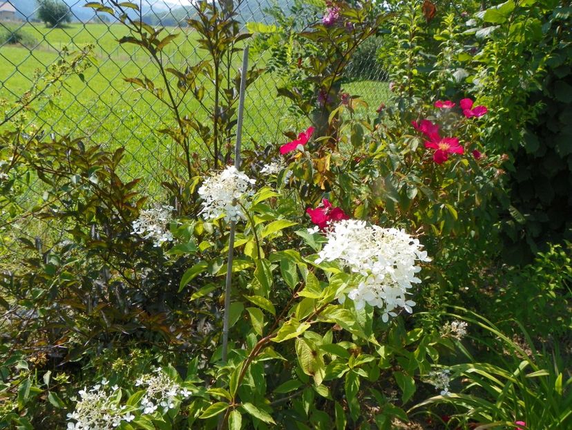 hydrangea pan. Limelight - Dobarland 2019 3