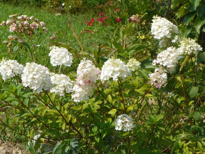 hydrangea pan. Polar Bear - Dobarland 2019 3