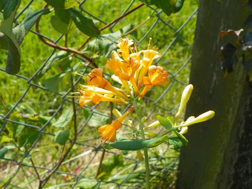 lonicera Golden Trumpet - Dobarland 2019 3