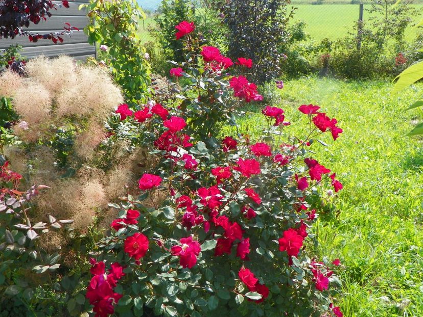 cotinus cogg. Young Lady si Zeelandia - Dobarland 2019 3