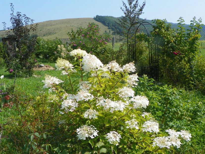 hydrangea pan. Phantom - Dobarland 2019 3