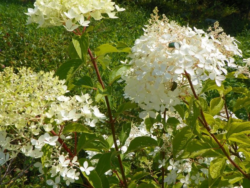 hydrangea pan. Phantom - Dobarland 2019 3