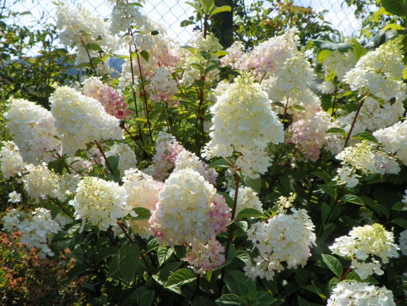 hydrangea pan. Sundae Fraise - Dobarland 2019 3