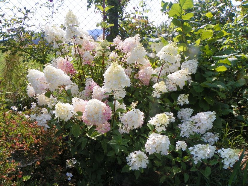 hydrangea pan. Sundae Fraise - Dobarland 2019 3