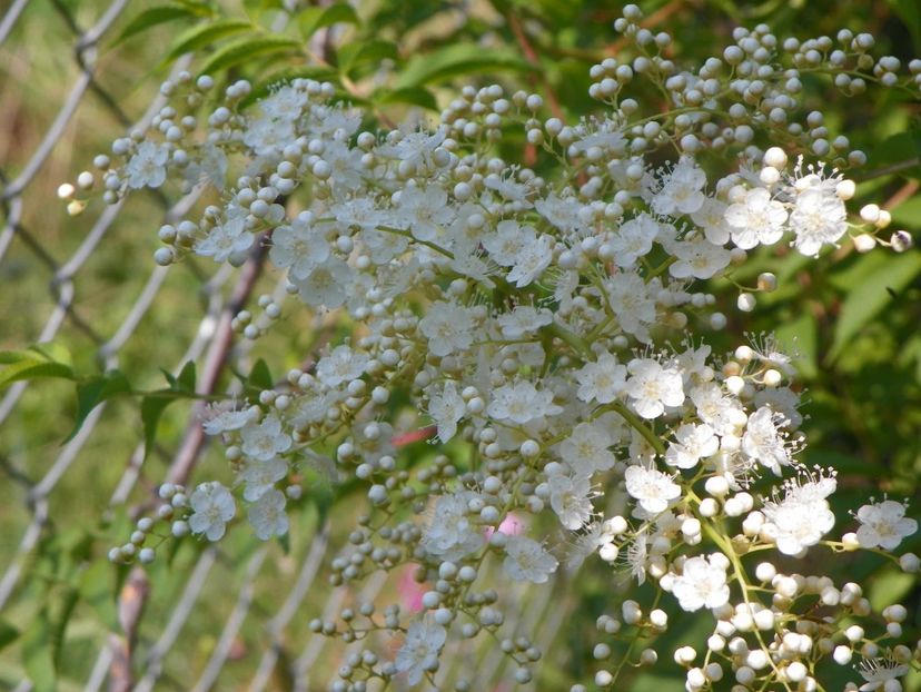 sorbaria tomentosa - Dobarland 2019 3