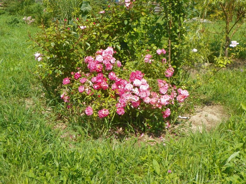 Maxi vita - Dobarland 2019 3