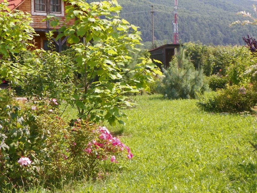 27 iul (155) - Dobarland 2019 3