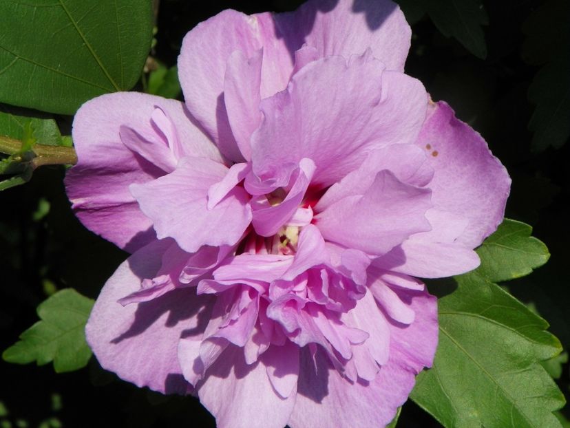 hibiscus syriacus Ardens - Dobarland 2019 3