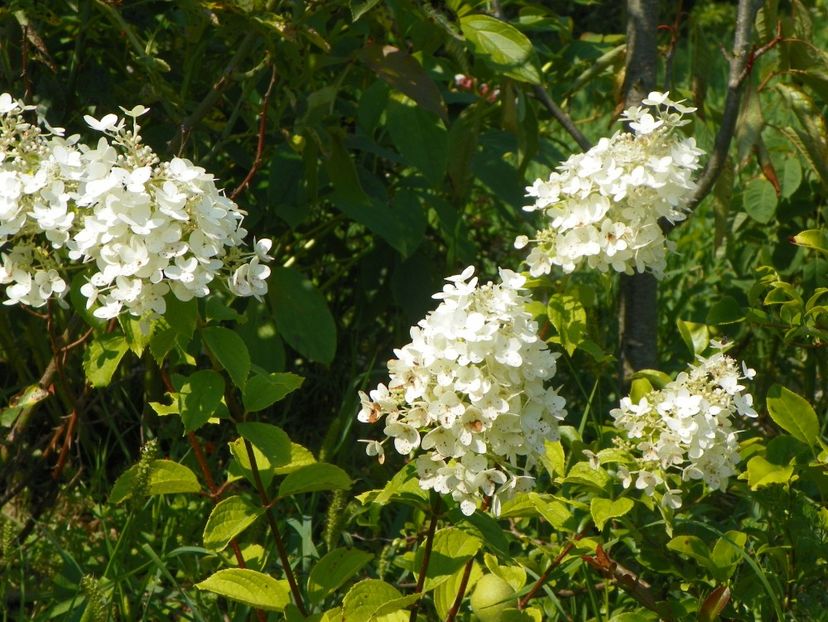 hydrangea pan. Magical Moonlight - Dobarland 2019 3