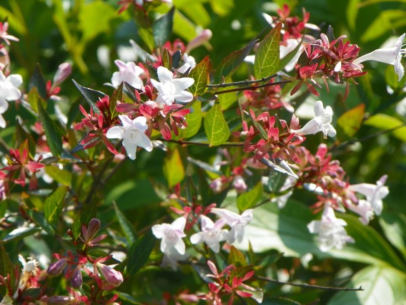 abelia grandiflora - Dobarland 2019 3