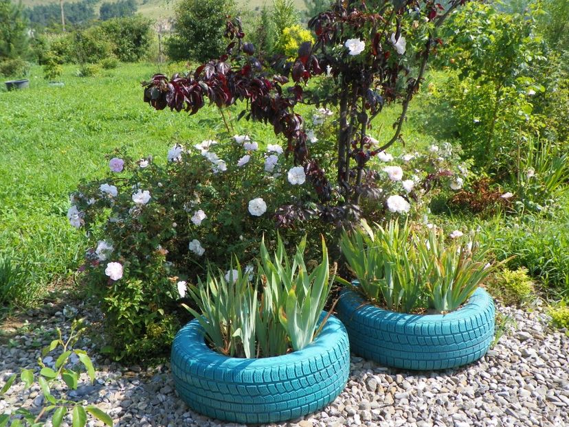 Stanwell Perpetual - Dobarland 2019 3