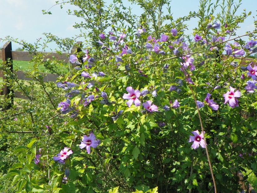 hibiscus syriacus - Dobarland 2019 3