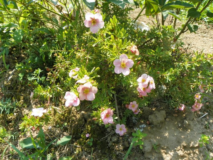 potentilla Pink Beauty - Dobarland 2019 3