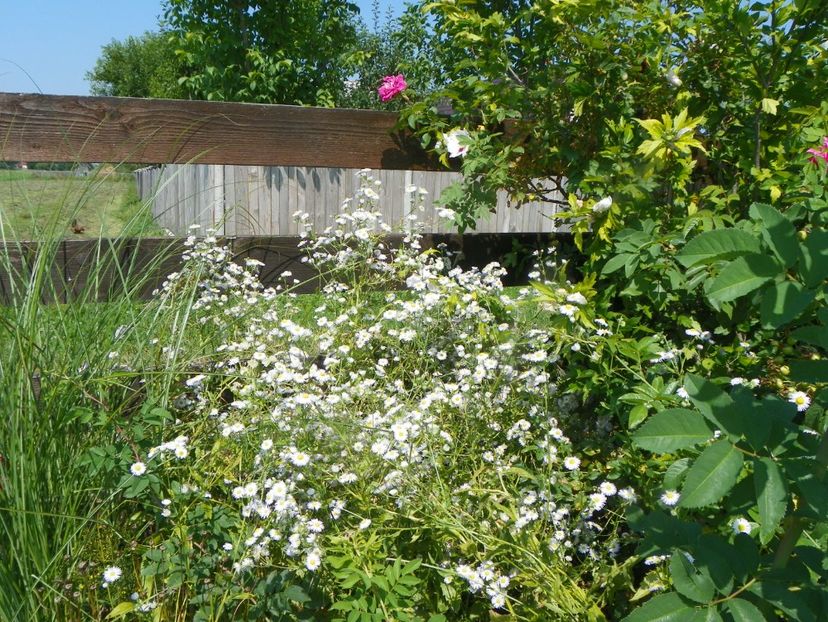 erigeron annuus - Dobarland 2019 3